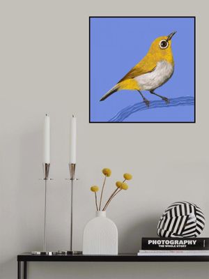 Bird Series   White Eye