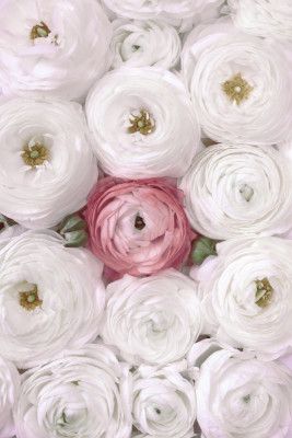 Singular ranunculus in blush