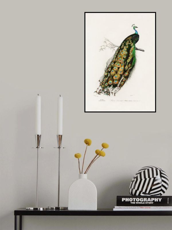 Indian Peafowl Peacock