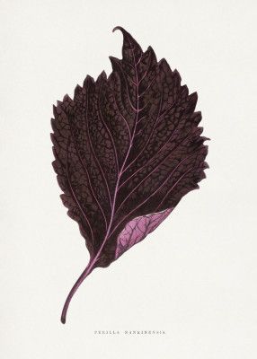 Pink Perilla Nankinensis Leaf Illustration