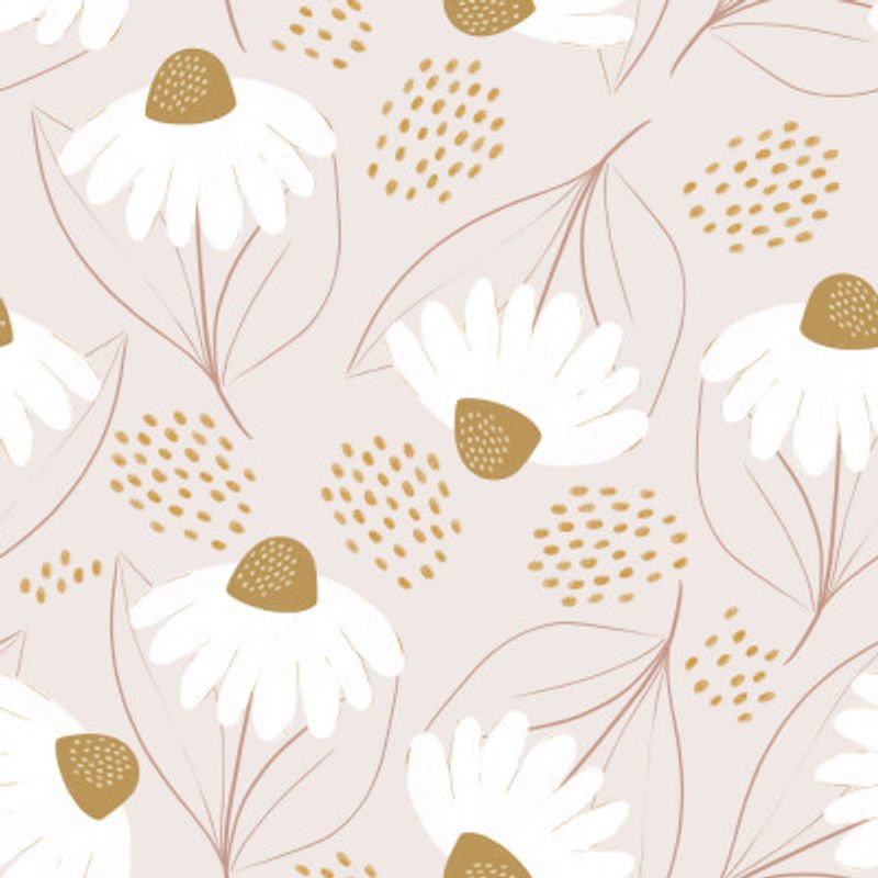 White Daisies Blossoms