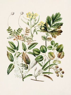 Rubens Australis By Sarah Featon