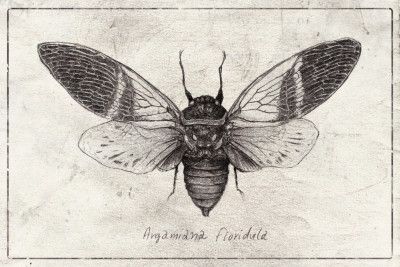 Insect Illustration