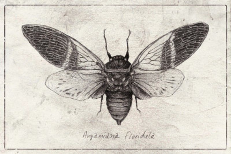 Insect Illustration