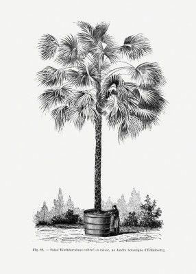 Vintage Palm Tree Drawing X