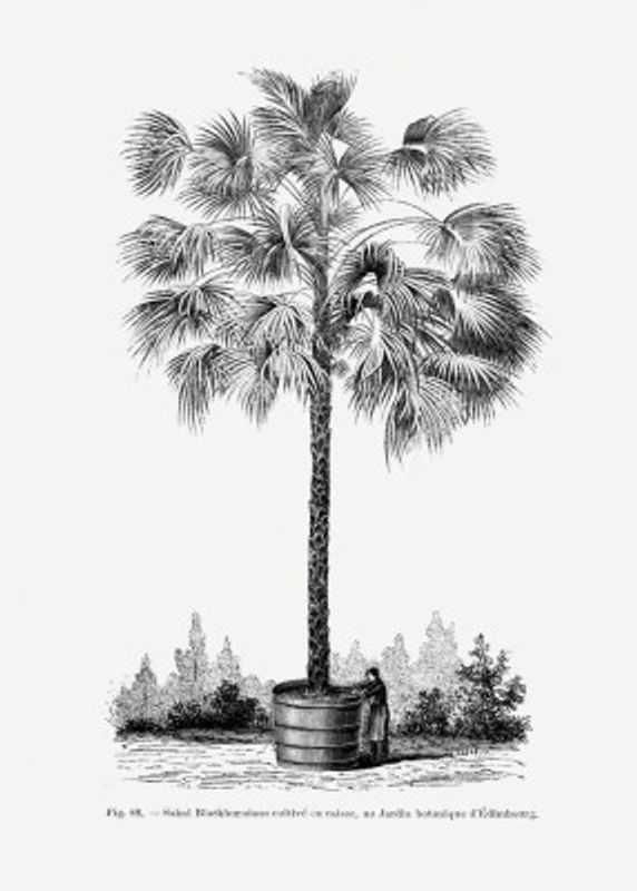Vintage Palm Tree Drawing X