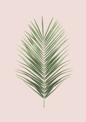 Palm Leaf Blush
