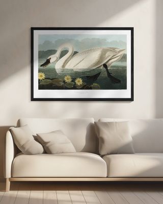 Common American Swan From Birds of America (1827)