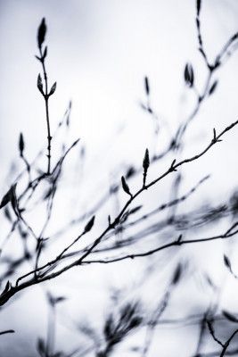 Winter Branches 2
