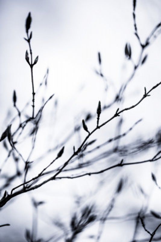Winter Branches 2