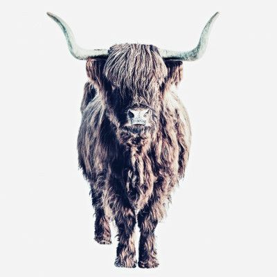 Highland Cattle Colin White