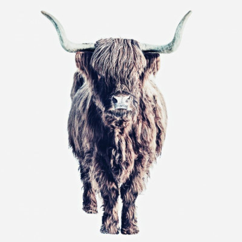 Highland Cattle Colin White