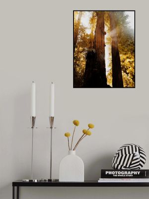 Redwood Forest Sunbeams II