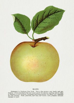Mann Apple Lithograph