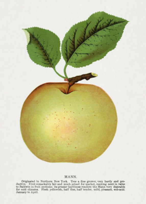 Mann Apple Lithograph
