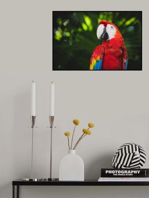 Colorful Parrot