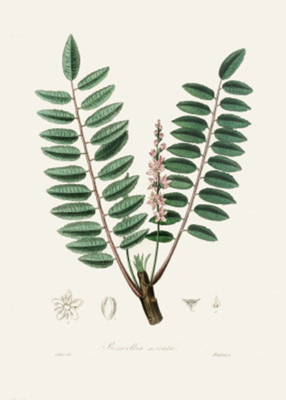 Boswellia Serrata Medical Botany
