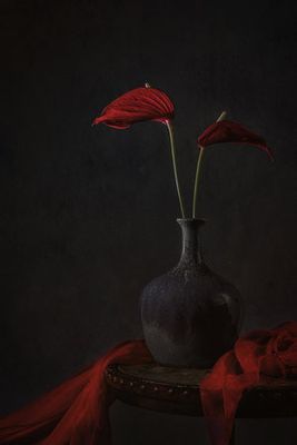 Tropical Anthurium