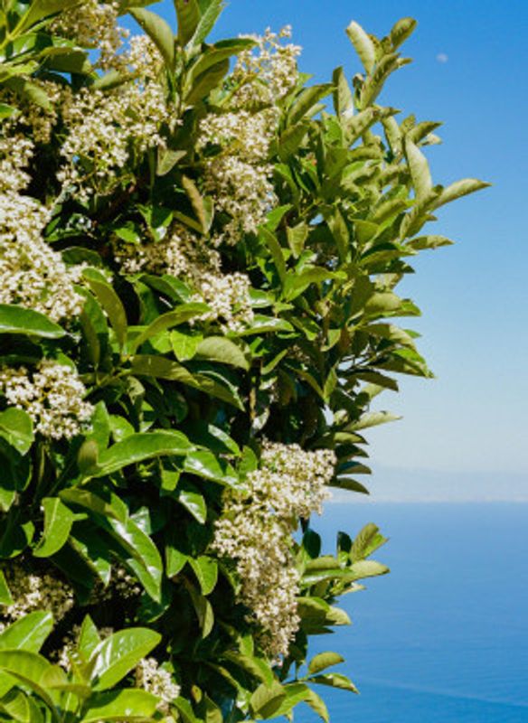 Amalfi Coast Flowers IV on Film