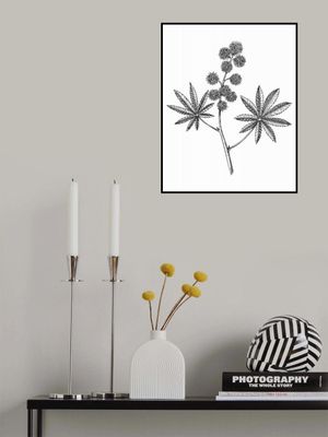 Castor Bean (Ricinus communis)