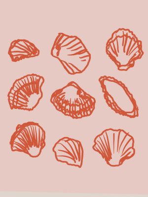 Coral Shell Symphony