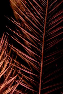 Dark Palm Frond