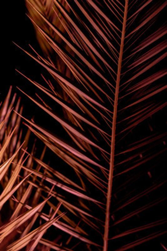 Dark Palm Frond