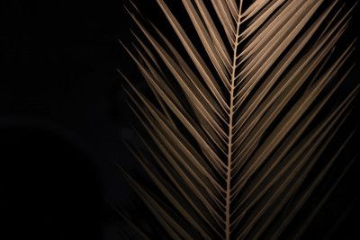 Palm Trees In the Night 8