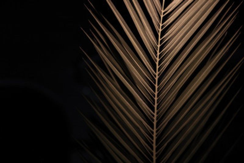 Palm Trees In the Night 8