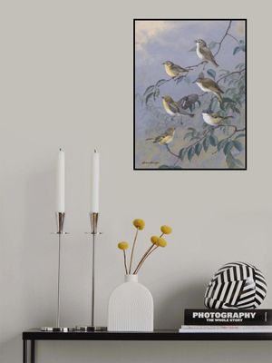 Vireos By Allan Brooks