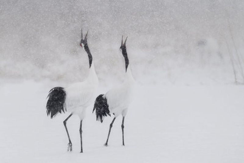 Japanes Cranes