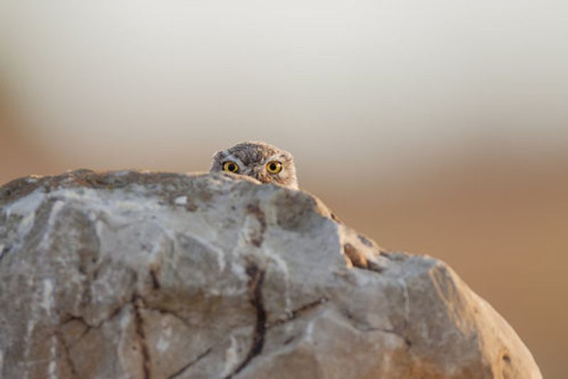 little owl