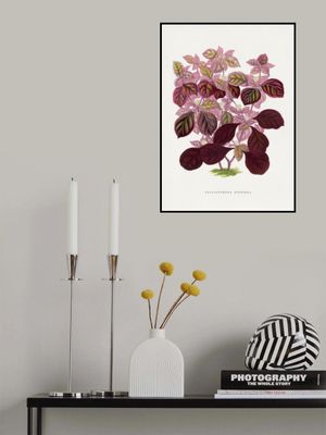 Pink Teleianthera Ficoidea Leaf Illustration