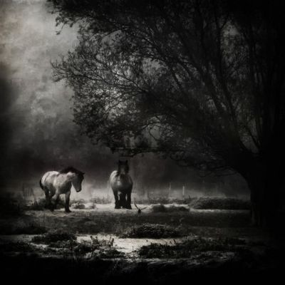 under the willow tree