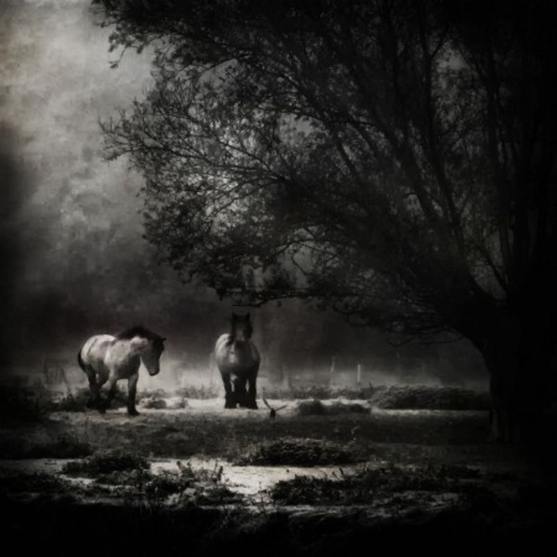 under the willow tree