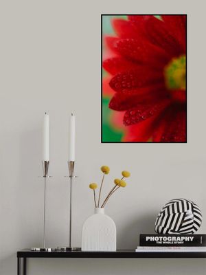 Red Flowers In Soft Focus