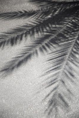 Vibrant Green Palm Leaf