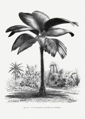 Vintage Palm Tree Drawing Iii
