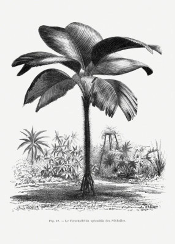 Vintage Palm Tree Drawing Iii