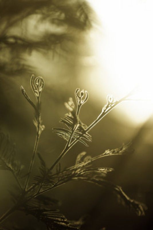 Golden New Growth