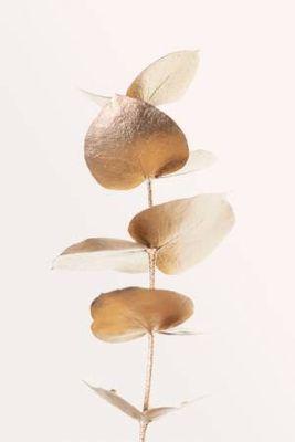 Eucalyptus Gold No 06