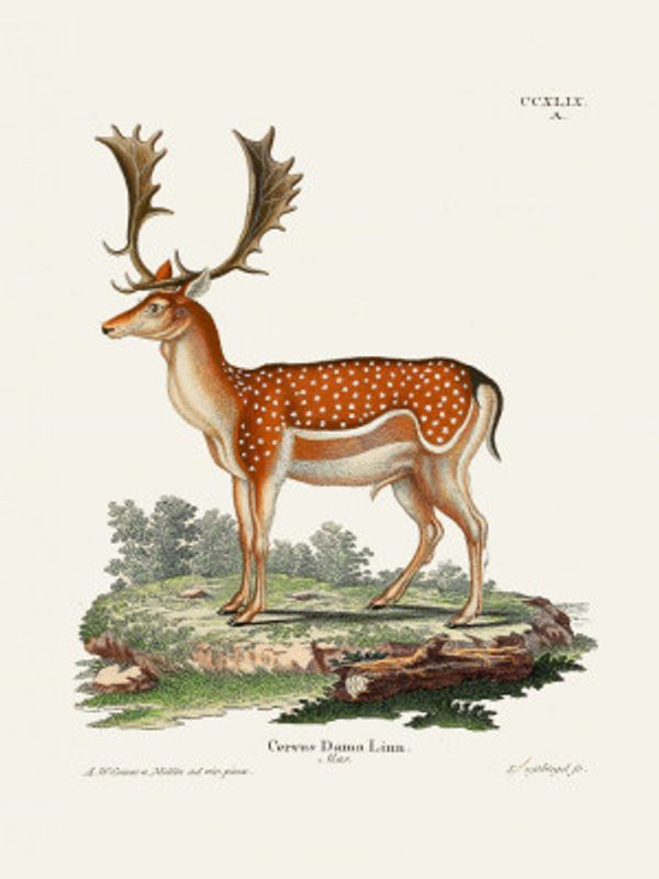 European Fallow Deer  By Johann Christian Daniel Von Schreber.