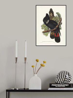 Great Billed Black Cockatoo