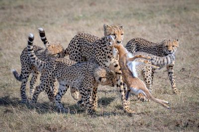 Cheetah Hunting