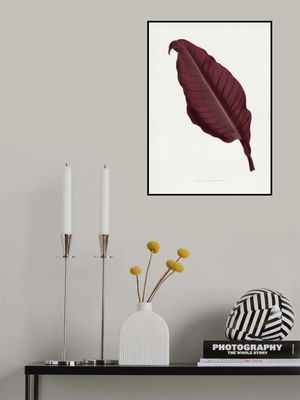 Pink Canna Atronigricans Leaf Illustration