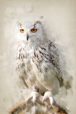 The Suspicious Owl