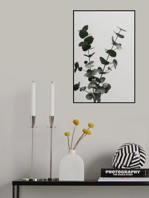 Eucalyptus Natural 04