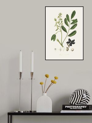 Lualsia Simarula Medical Botany