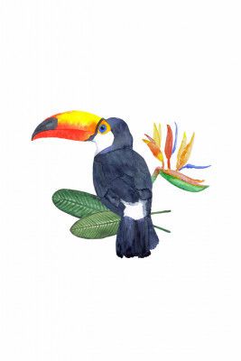 Tropical Toucan Bird