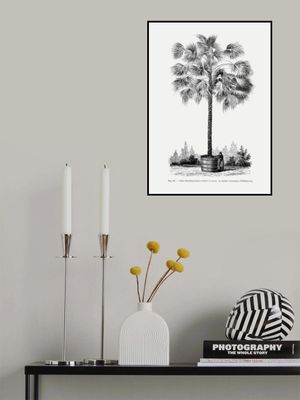 Vintage Palm Tree Drawing X